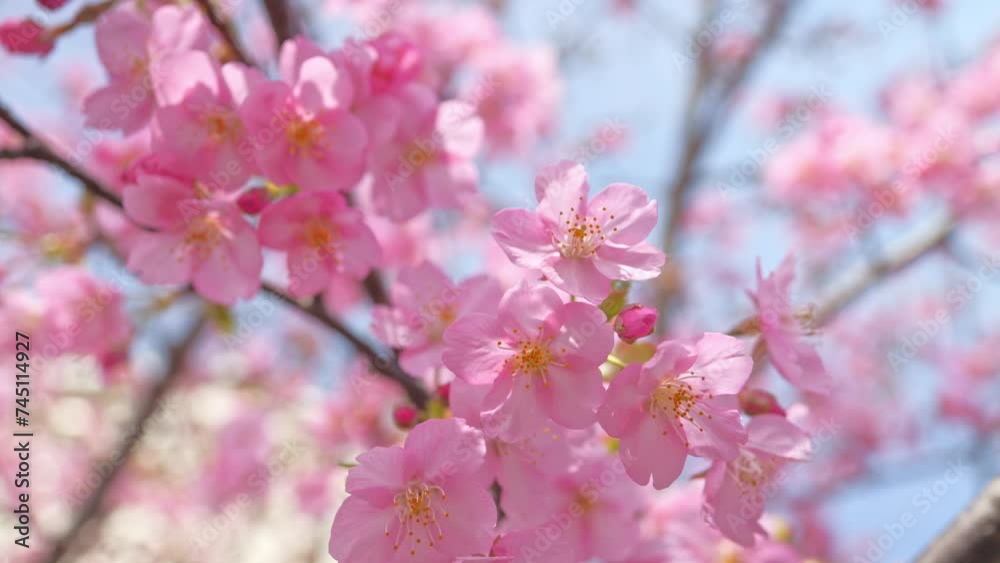 pink sakura blossoms in spring in Japan, close up of cherry blossom flowers pink sakura blossoms in spring in Japan, close up of cherry blossom flowers