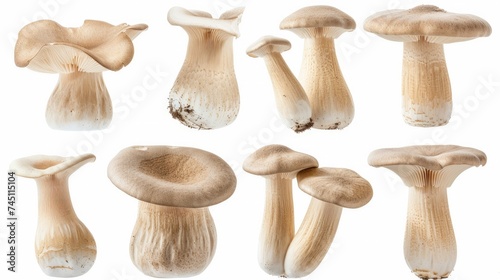 King Oyster mushroom or Eringi isolated on white background . Set or collection