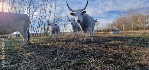 Hungarian Grey Steppe breed of beef cattle   It belongs to the group of Podolic cattle 
 characterised by long lyre-shaped horns and a pale grey coat. It is well adapted to extensive pasture systems a photo