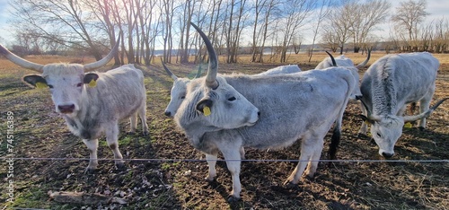 Fototapeta Naklejka Na Ścianę i Meble -  Hungarian Grey Steppe breed of beef cattle   It belongs to the group of Podolic cattle 
 characterised by long lyre-shaped horns and a pale grey coat. It is well adapted to extensive pasture systems a