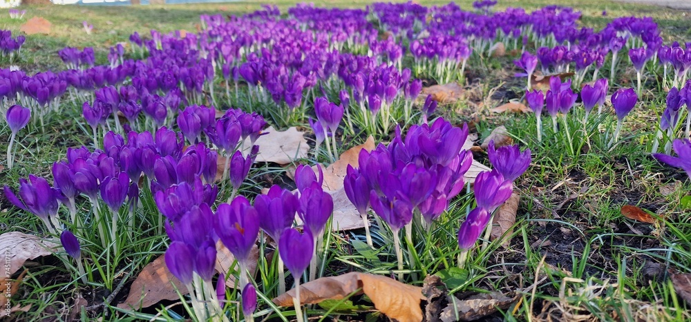spring crocus, giant crocus vernus species in Family Iridaceae, native to the Alps, the Pyrenees, and the Balkans. Its cultivars and those of Crocus flavus (Dutch crocus) are used as ornamental plants spring crocus, giant crocus vernus species in Family Iridaceae, native to the Alps, the Pyrenees, and the Balkans. Its cultivars and those of Crocus flavus (Dutch crocus) are used as ornamental plants