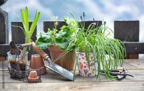 flowerpot and plant with shovel on wooden table in balcony in front of wooden...