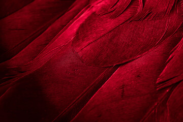 red feather pigeon macro photo. texture or background