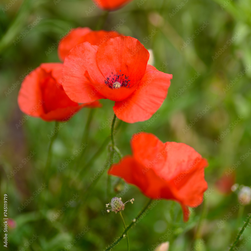 PLANTA DE AMAPOLA SILVESTTRE (Papaver Rhoeas) PLANTA DE AMAPOLA SILVESTTRE (Papaver Rhoeas)