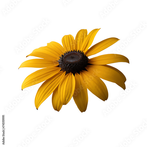 A Black-Eyed Susan on a white background photo