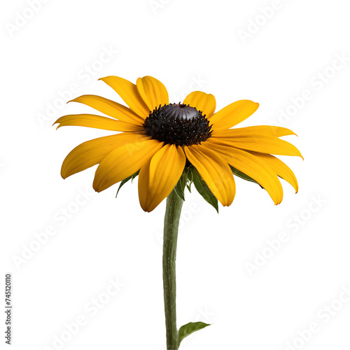 A Black-Eyed Susan on a white background