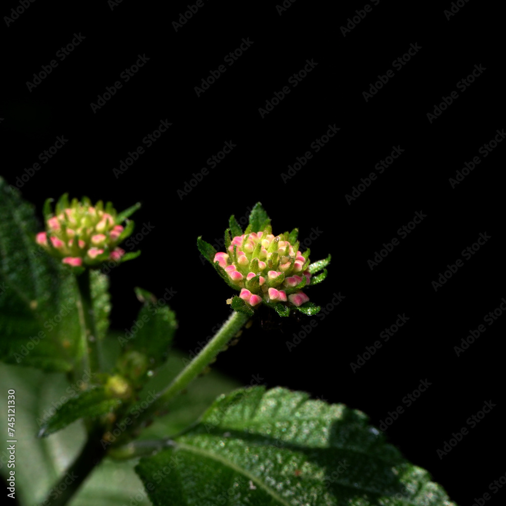 small flower and its leaves with dark background small flower and its leaves with dark background