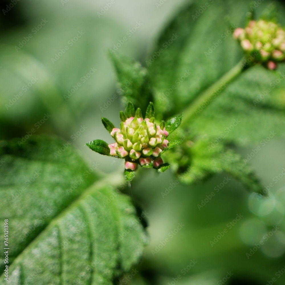 small flower and its leaves with dark background small flower and its leaves with dark background