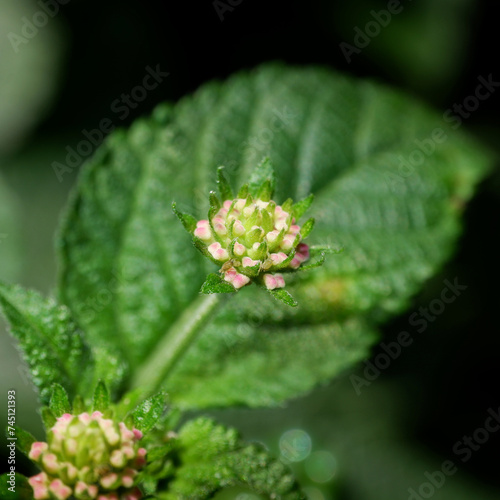 small flower and its leaves with dark background