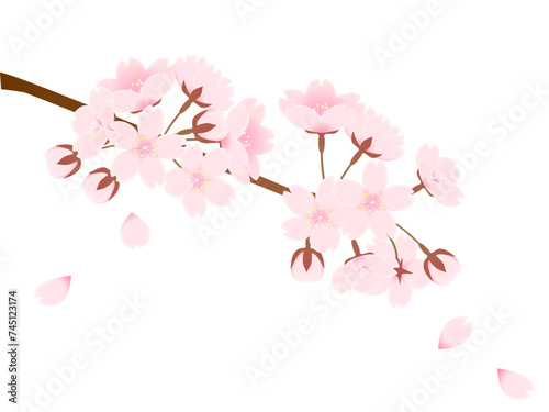 枝についた桜