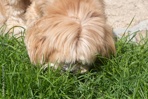 Lhasa Apso dog eating grass in a garden to purge its stomach