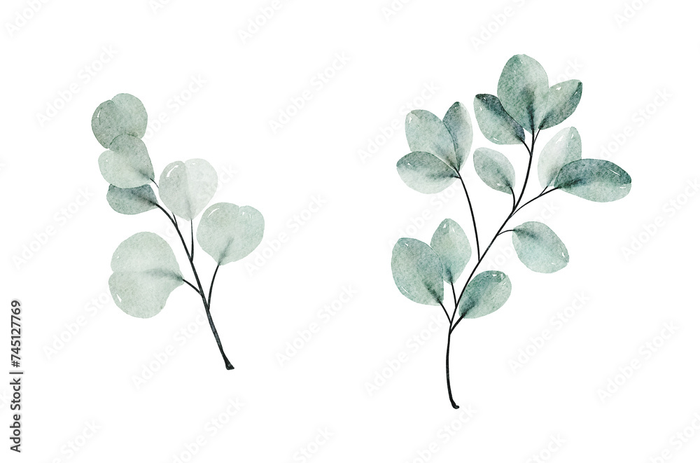 Obraz premium Watercolor floral illustration set - green leaf eucalyptus branches collection, for wedding stationary, greetings, wallpapers, fashion, background. Eucalyptus, olive, green leaves,