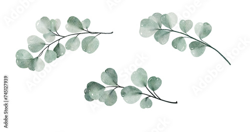 Watercolor floral illustration set - green leaf eucalyptus branches collection, for wedding stationary, greetings, wallpapers, fashion, background. Eucalyptus, olive, green leaves, photo
