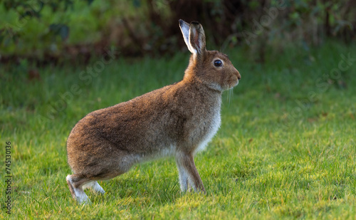  Irish hare lepus timidus hibernicus