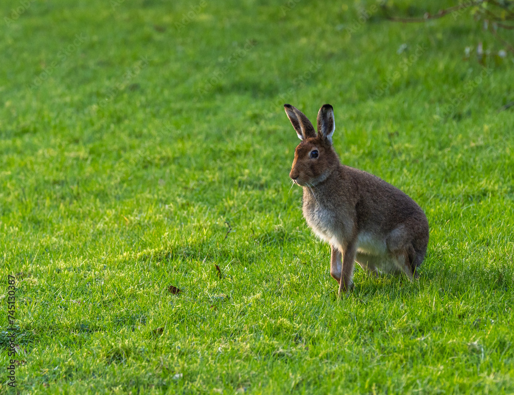 Fototapeta premium Irish hare lepus timidus hibernicus