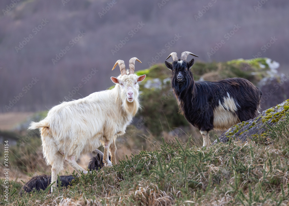 Feral goat in Irish mountains Capra aegagrus hircus Feral goat in Irish mountains Capra aegagrus hircus