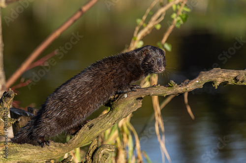 American mink  Neogale vison photo