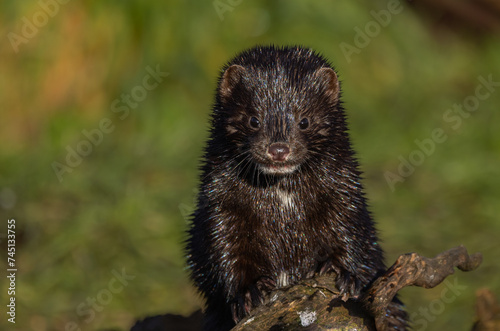 American mink  Neogale vison