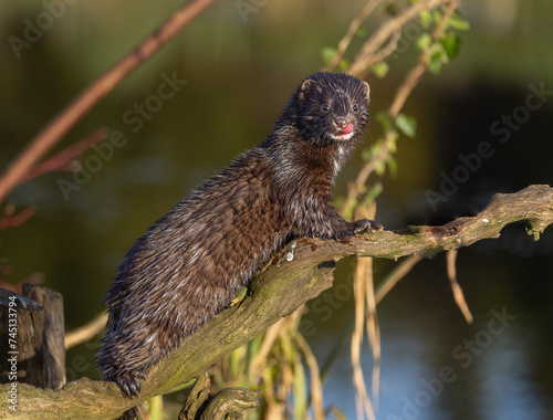 American mink  Neogale vison