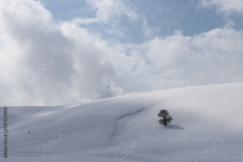 Single tree under blue sky in snow in winter bright day on a mountain.bingöl © murat
