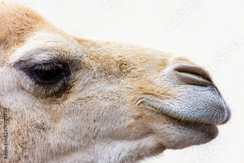 Close-up of a camel looking away against the sky.
