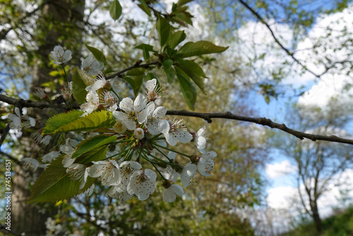 Closeup on the white seasonal blossom of the wild sweet cherry, Prunus avium photo