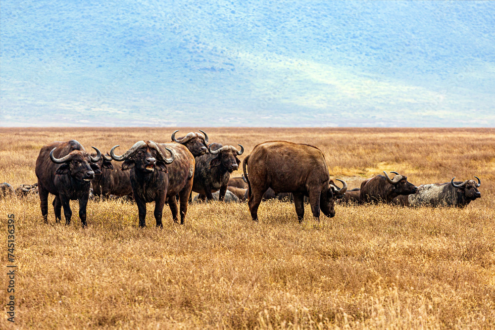 Wildebeests in Ngorongoro Rerservation Area