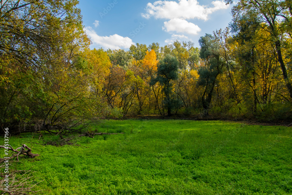 Floodplain forest along the Tisza river