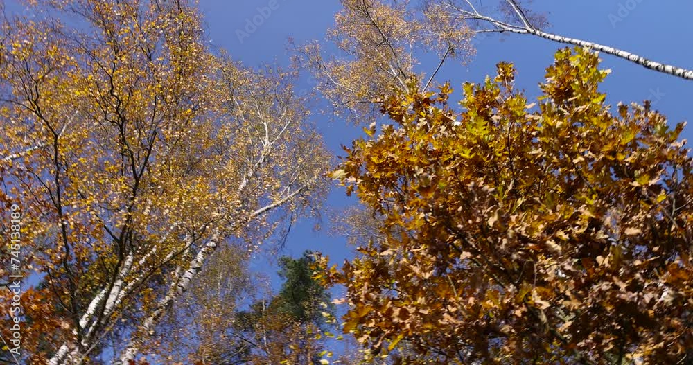 yellowed foliage on birch trees in the autumn season, sunny weather in a birch grove during leaf fall