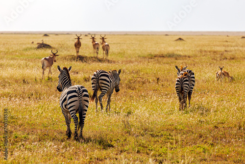 Zebras in Ngorongoro Rerservation Area