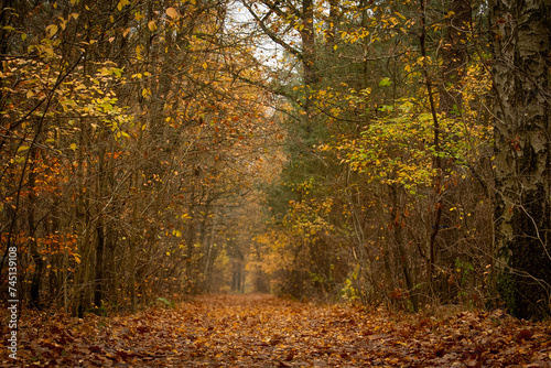 Zdjęcie przedstawia Polską Złotą Jesień wykonaną w lesie, podczas spaceru.