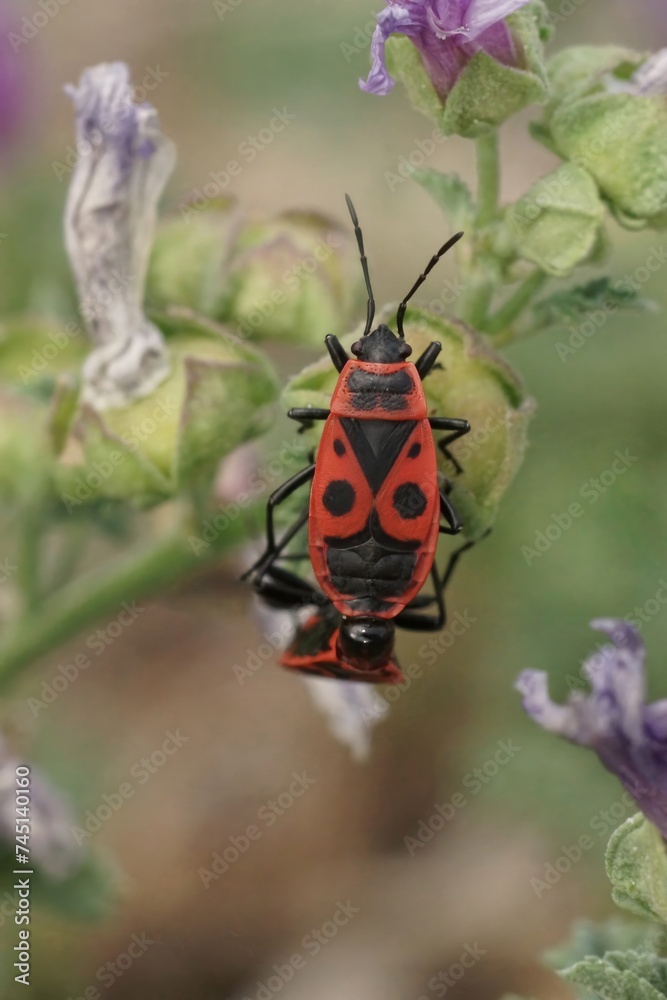 Colorful close-up of a brilliant red firebug, Pyrrhocoris apterus sitting on a green leaf Colorful close-up of a brilliant red firebug, Pyrrhocoris apterus sitting on a green leaf