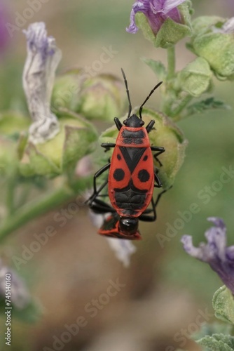 Colorful close-up of a brilliant red firebug, Pyrrhocoris apterus sitting on a green leaf © Henk