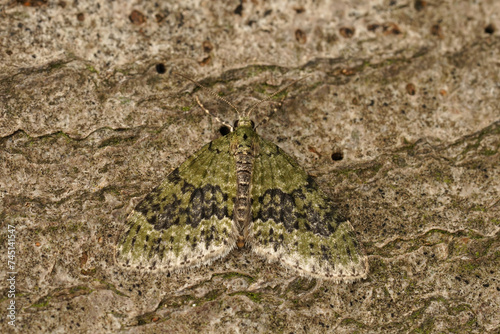 Closeup on the yellow-barred brindle geometer moth, Acasis viretata wityh spread wings photo