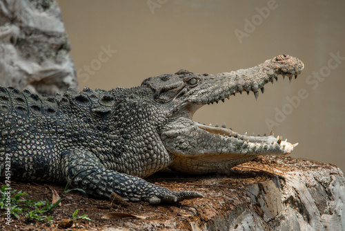 The saltwater crocodile (Crocodylus porosus) is a crocodilian native to saltwater habitats, brackish wetlands and freshwater rivers from India's east coast across Southeast Asia and the Sundaic region