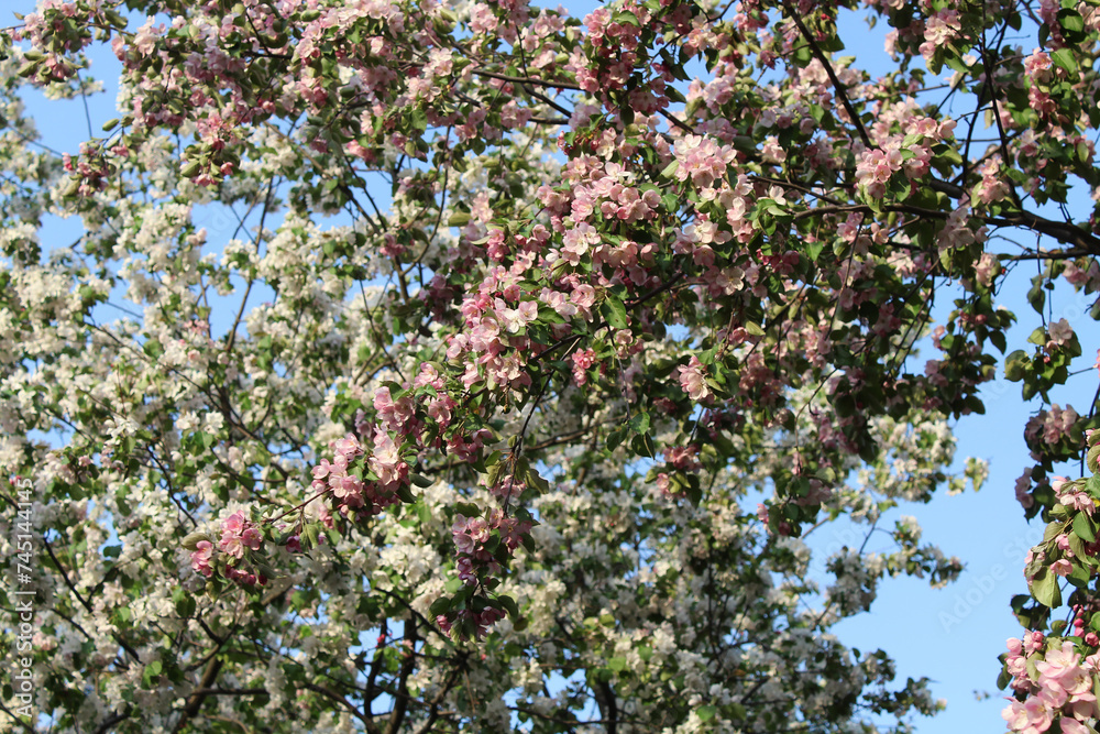 Branches of an apple tree with pink flowers on a background of a white blooming apple tree