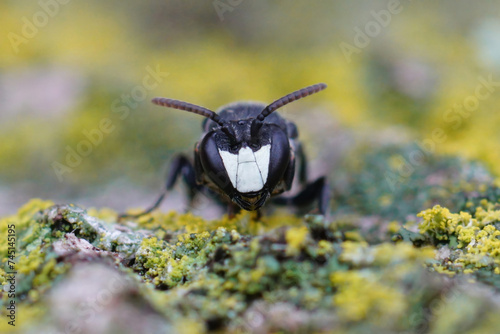 Facial close-up on a Large Yellow-face Bee, Hylaeus signatus sitting on wood photo
