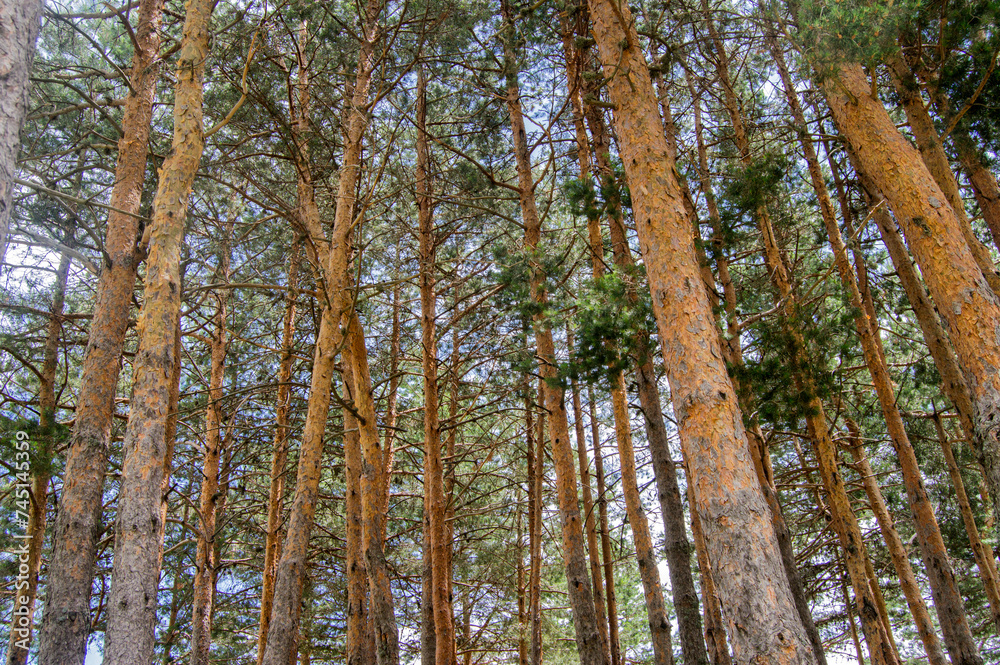 set of pine trees in a forest seen from below