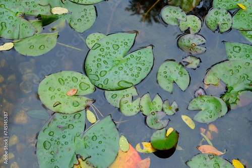 pond with wet water lily leavesin a historical garden photo