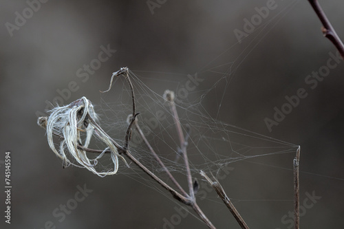 spider web on small twigs