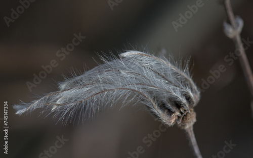 close-up shot of a gray hairy plant