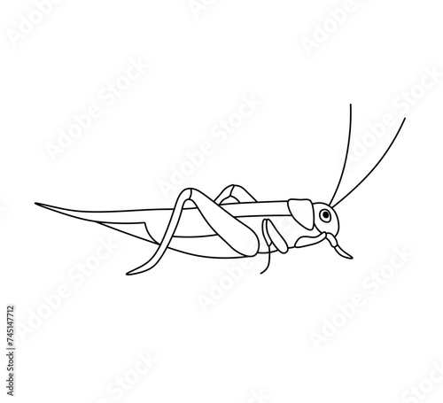 Vector isolated one single grasshoper side view colorless black and white contour line easy drawing photo
