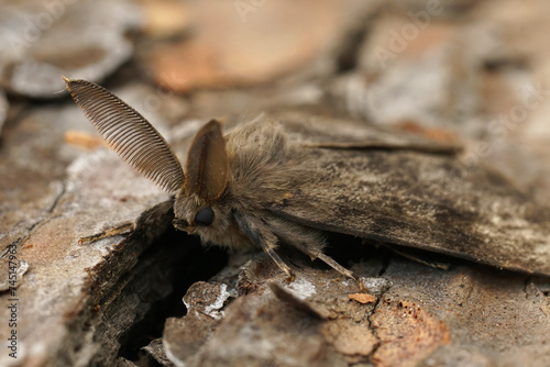 Photos Detailed closeup on the American gypsy or Spongy Moth, Lymantria dispar, on wood