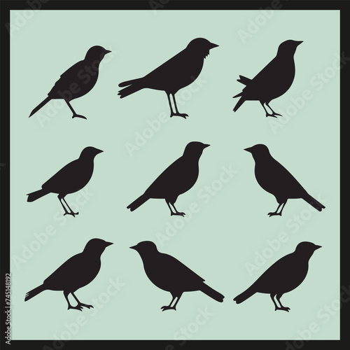 Mynah black silhouette set, collection of birds