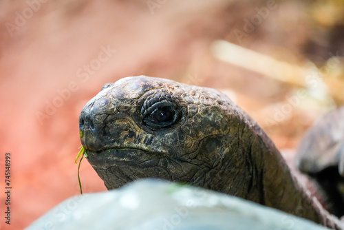 Portrait of a turtle. Animal in natural environment. 