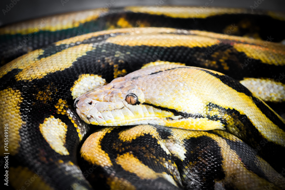 Portrait of a snake. Reptile close-up.
Portrait of a snake. Reptile close-up.