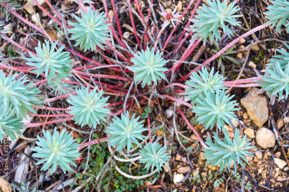 Euphorbia Nicaeensis plant in the countryside Euphorbia Nicaeensis plant in the countryside