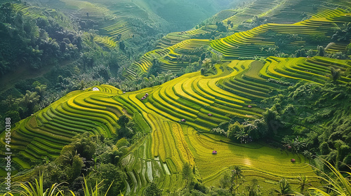 rice terraces for agricultur of rice