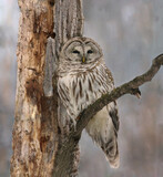 owl in forest during winter