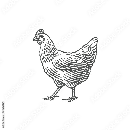 Chicken, farm domestic animal. Hand drawn engraving style vector illustration.	
